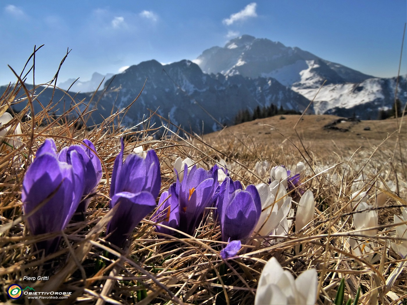 15 Crocus vernus violetti con vista in Arera.JPG -                                